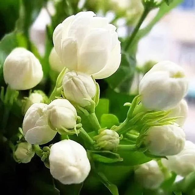 🌸 Le charme du Jasmin, directement dans votre jardin