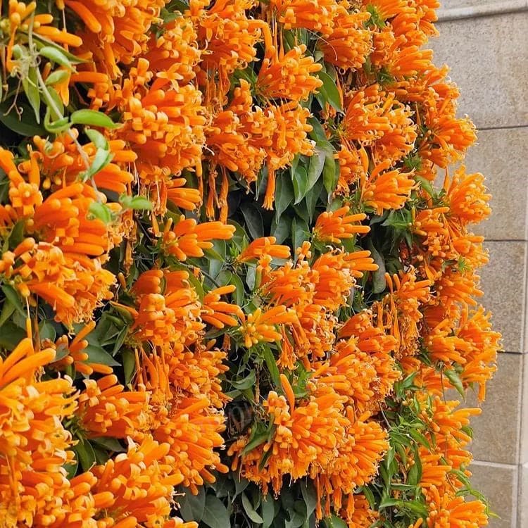 🌸Graines de fleurs de pyrostegia venusta