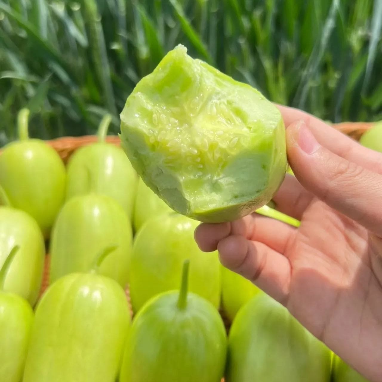 🥒Concombre de Jade
