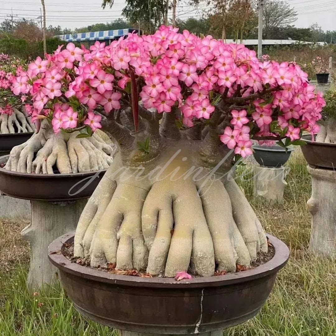 Graines de Rose du Désert Plante Bonsai Exotique