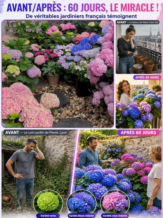 Quatre saisons de semis】Graines de fleurs infinies d'hortensia
