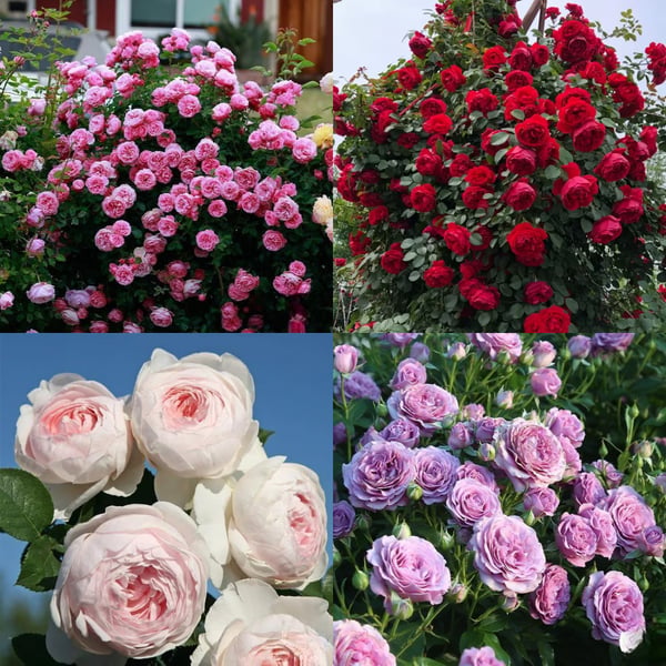 🌸Graines de rosiers grimpants rares faciles à cultiver, parfumées, à floraison vivace