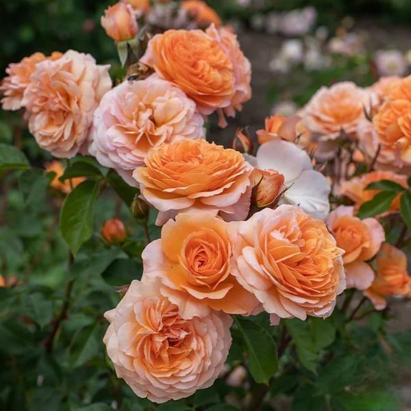 🌸Graines de rosiers grimpants rares faciles à cultiver, parfumées, à floraison vivace