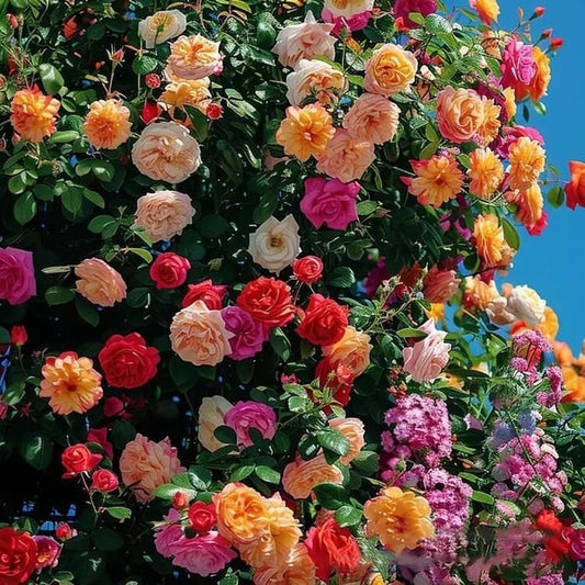 🌸Graines de rosiers grimpants rares faciles à cultiver, parfumées, à floraison vivace