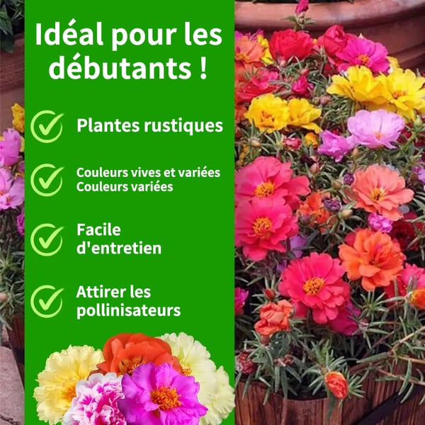 🌸Graines de pourpier d'été – 🌿Graines de fleurs vivaces / Grandes fleurs / Facile à cultiver