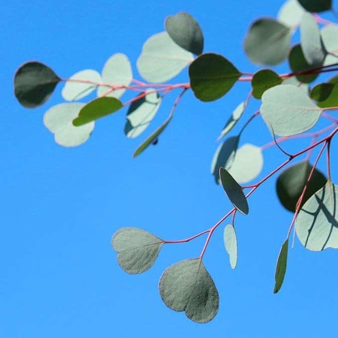 Graines d'eucalyptus | Germination rapide et culture facile | Parfum frais et aromatique | Culture intérieure et extérieure.