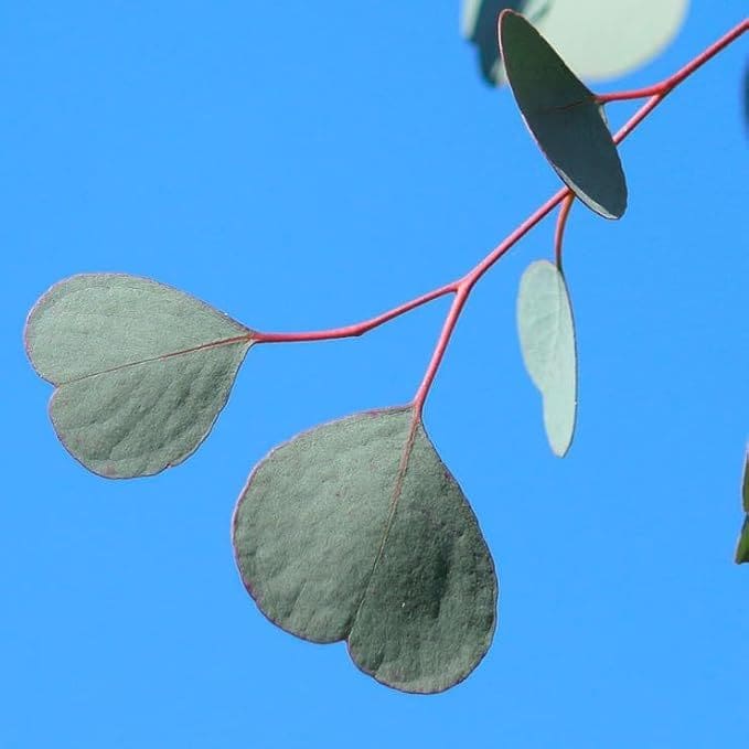 Graines d'eucalyptus | Germination rapide et culture facile | Parfum frais et aromatique | Culture intérieure et extérieure.