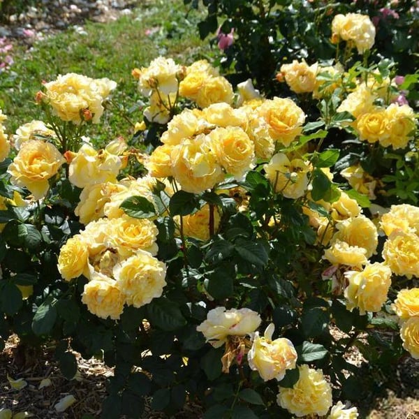 🌸Graines de rosiers grimpants rares faciles à cultiver, parfumées, à floraison vivace