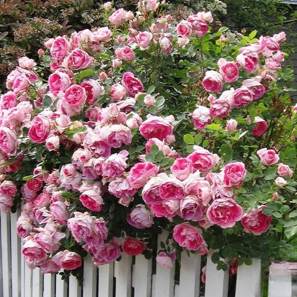 🌸Graines de rosiers grimpants rares faciles à cultiver, parfumées, à floraison vivace