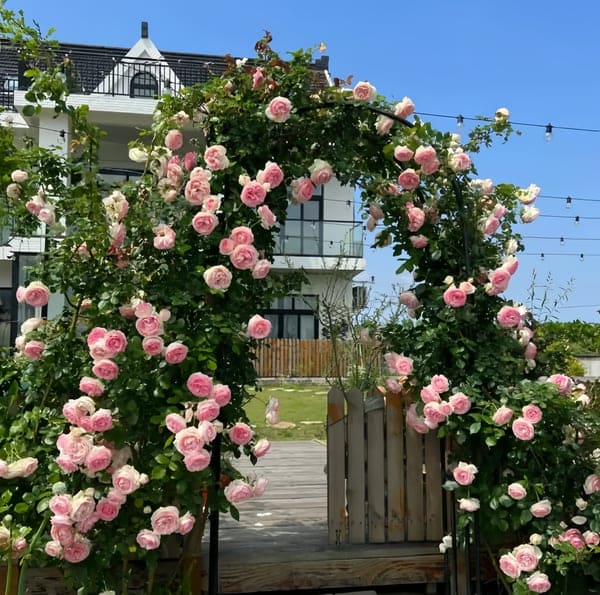 Dernier jour : 49 % de réduction 💐 Graines de rosiers grimpants vivaces héritage