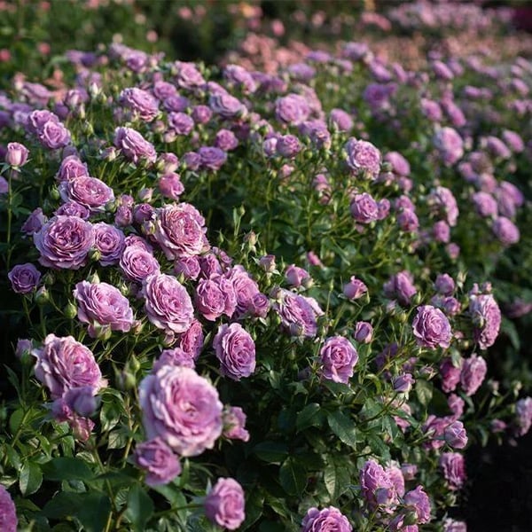 🌸Graines de rosiers grimpants rares faciles à cultiver, parfumées, à floraison vivace