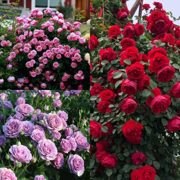 🌸Graines de rosiers grimpants rares faciles à cultiver, parfumées, à floraison vivace