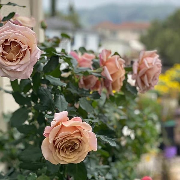 🌸Graines de rosiers grimpants rares faciles à cultiver, parfumées, à floraison vivace