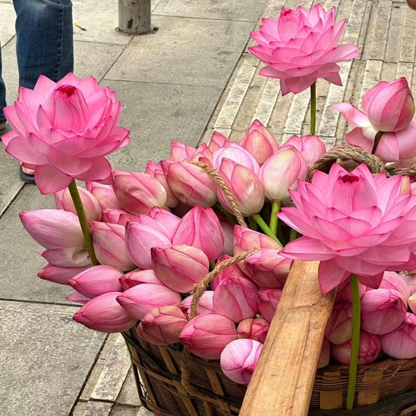 💐 La fleur de lotus bonsaï sacrée