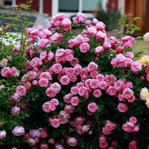 🌸Graines de rosiers grimpants rares faciles à cultiver, parfumées, à floraison vivace