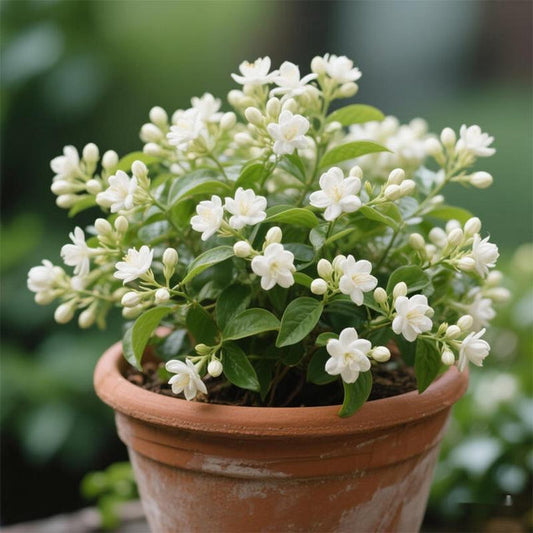 🌸 Le charme du Jasmin, directement dans votre jardin