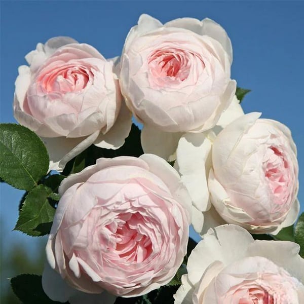 🌸Graines de rosiers grimpants rares faciles à cultiver, parfumées, à floraison vivace