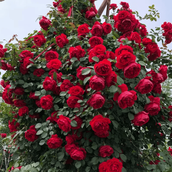 🌸Graines de rosiers grimpants rares faciles à cultiver, parfumées, à floraison vivace