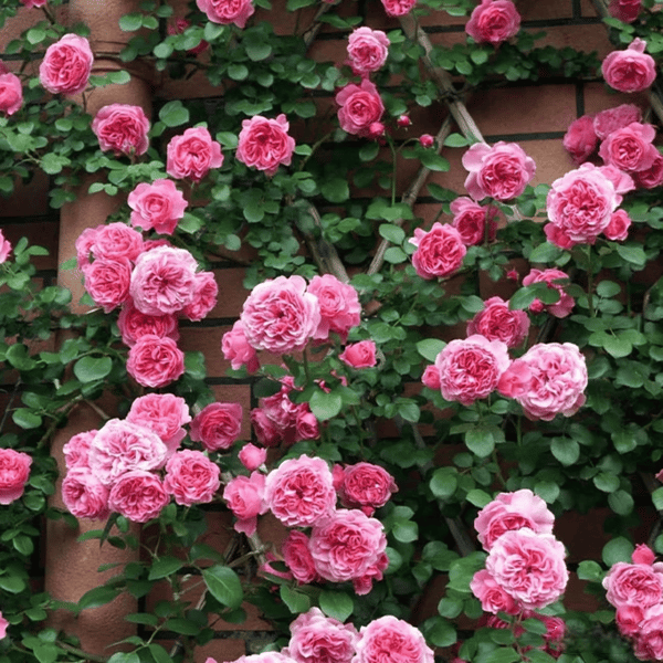 🌸Graines de rosiers grimpants rares faciles à cultiver, parfumées, à floraison vivace
