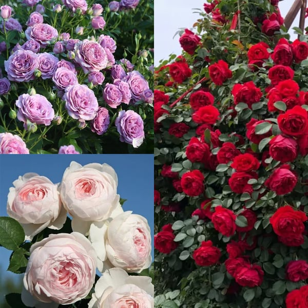 🌸Graines de rosiers grimpants rares faciles à cultiver, parfumées, à floraison vivace
