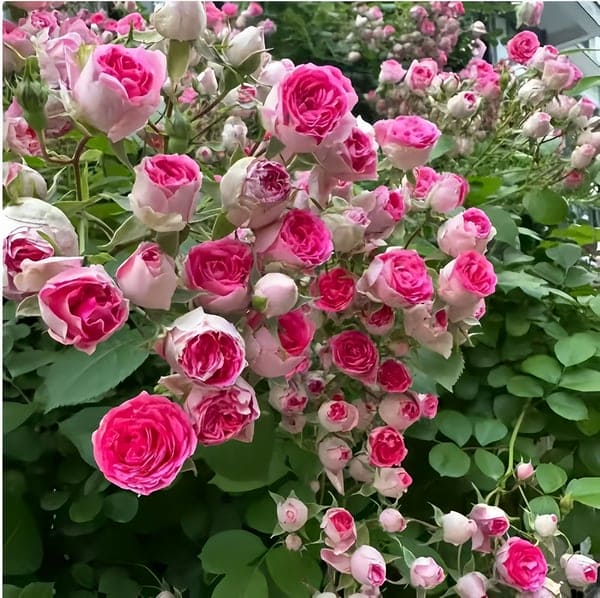 Dernier jour : 49 % de réduction 💐 Graines de rosiers grimpants vivaces héritage