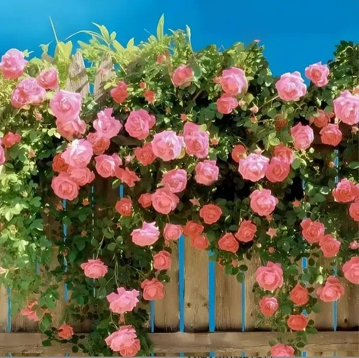 Dernier jour : 49 % de réduction 💐 Graines de rosiers grimpants vivaces héritage