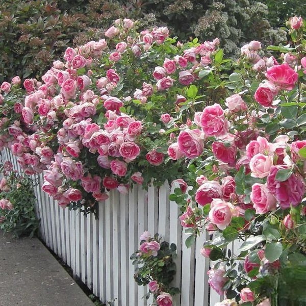 🌸Graines de rosiers grimpants rares faciles à cultiver, parfumées, à floraison vivace