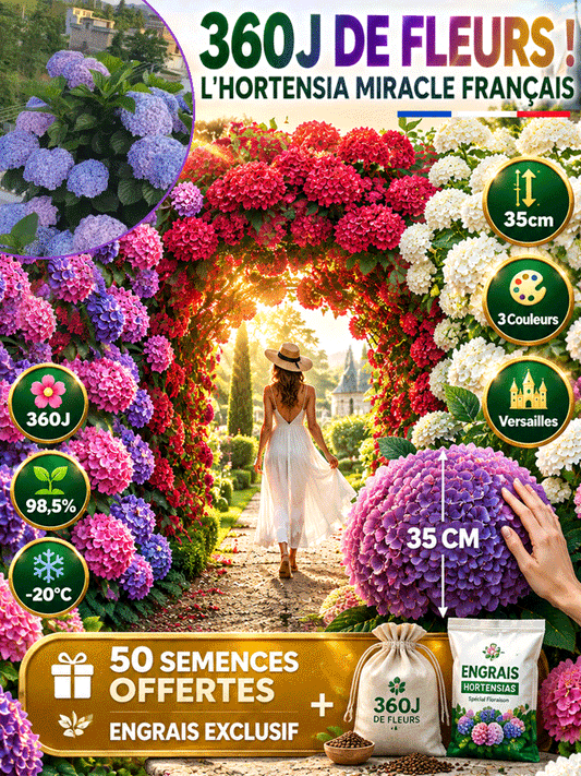 Quatre saisons de semis】Graines de fleurs infinies d'hortensia