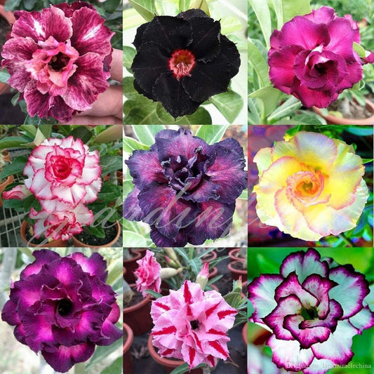 🔥🔥50 % de réduction - Graines de Rose du Désert Plante Bonsai Exotique