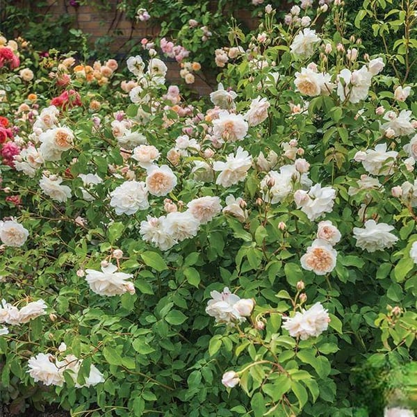 🌸Graines de rosiers grimpants rares faciles à cultiver, parfumées, à floraison vivace