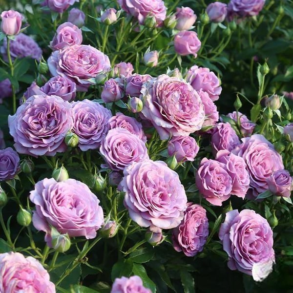 🌸Graines de rosiers grimpants rares faciles à cultiver, parfumées, à floraison vivace