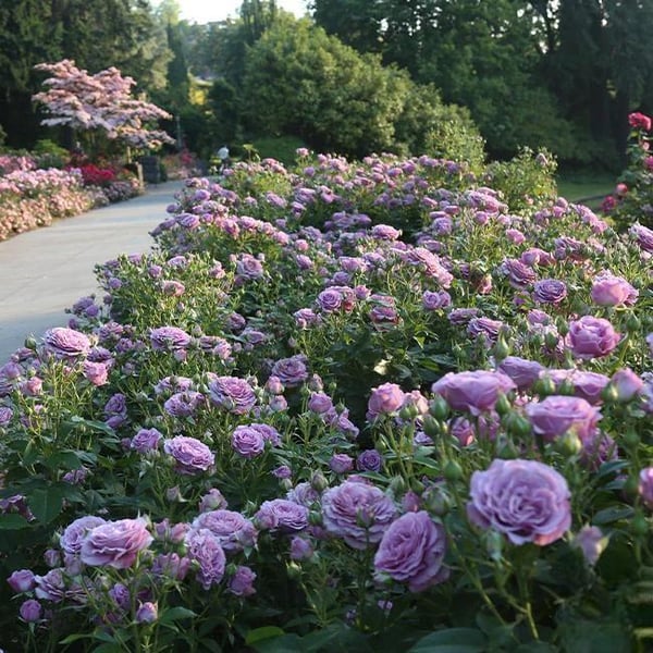 🌸Graines de rosiers grimpants rares faciles à cultiver, parfumées, à floraison vivace