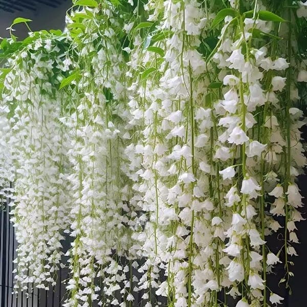 🌿💚FrostCharm - Graines de Jasmin Grimpant 🌸🌸