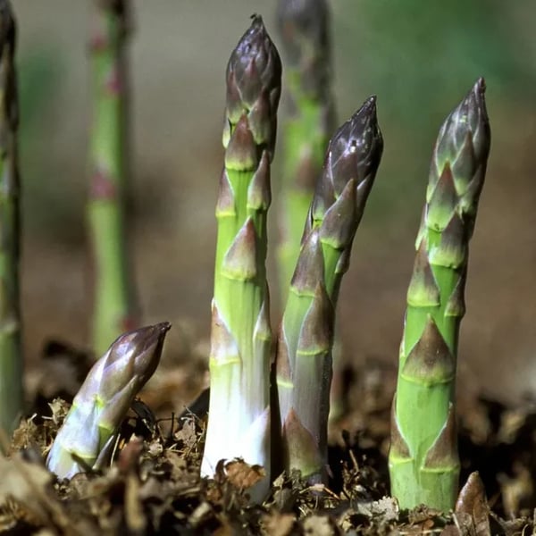🌿Graines d'asperge Mary Washington quatre saisons – Vivace, tendre et nutritive