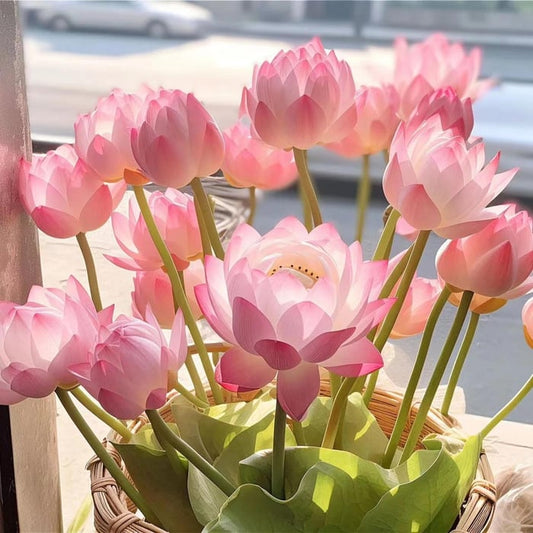 💐 La fleur de lotus bonsaï sacrée