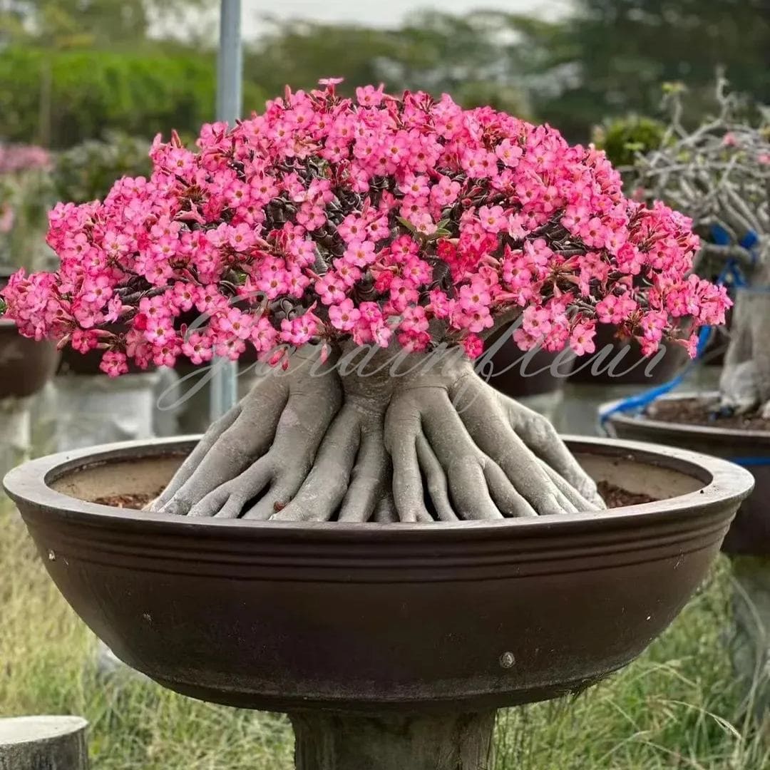 🔥🔥50 % de réduction - Graines de Rose du Désert Plante Bonsai Exotique