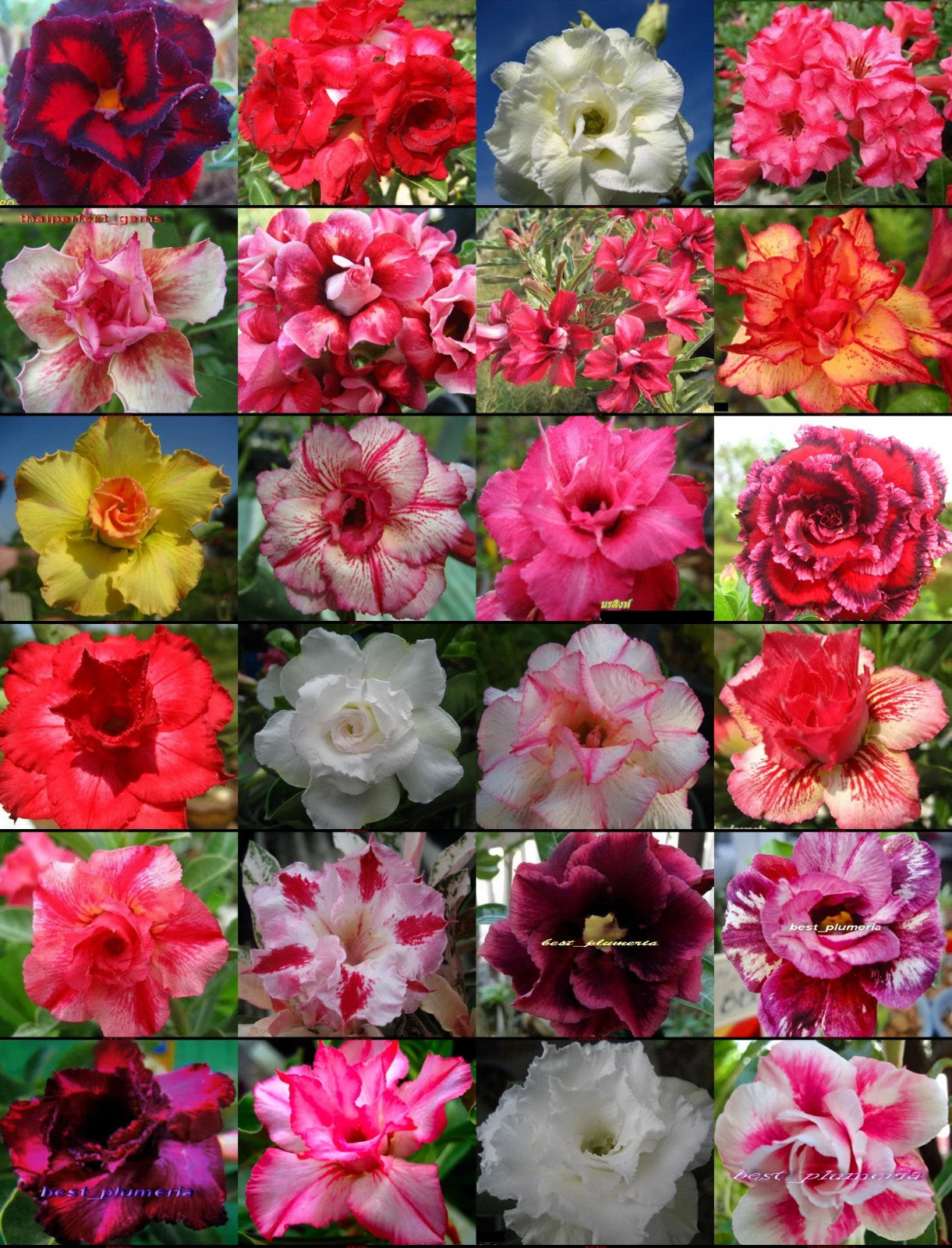 🔥🔥50 % de réduction - Graines de Rose du Désert Plante Bonsai Exotique